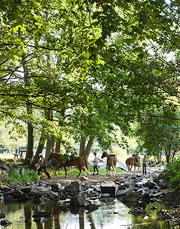 horse riding available locally